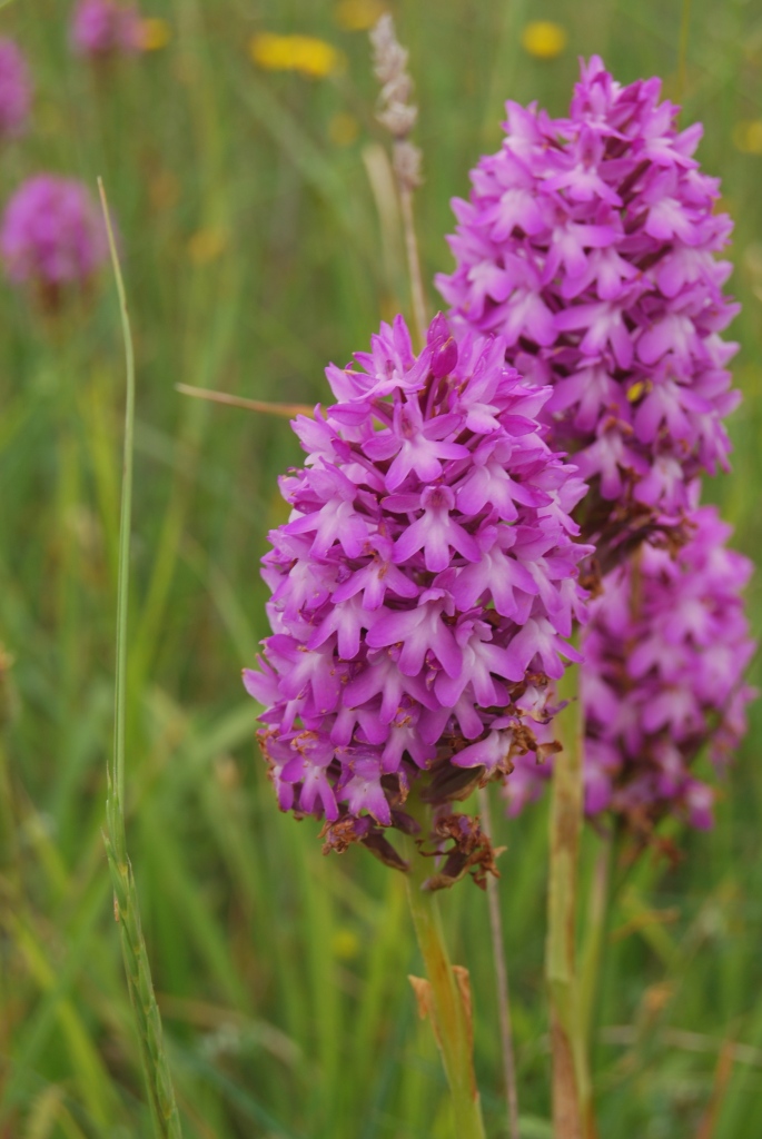 Anacamptis pyramidalis